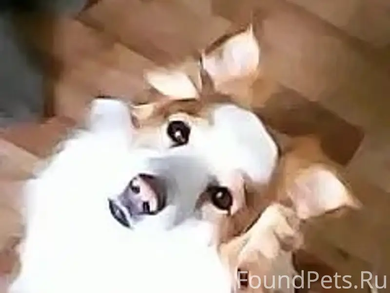 Пропал пёс Ричи, район улицы 78-й Гвардейской в Разумном