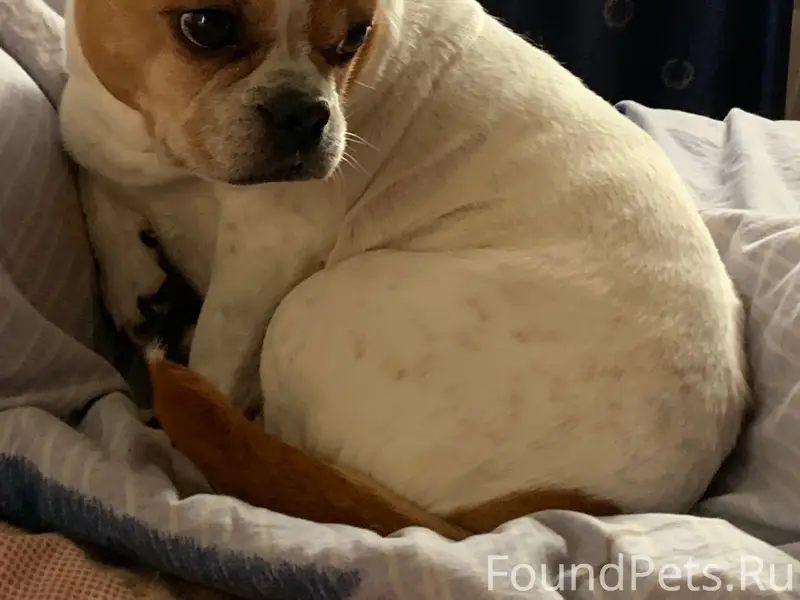 Пропала собака Стефа, п. Авангард, Алексинского р-на