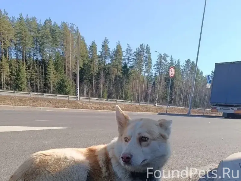 Найденна собака с ошейником, Лодейнопольское городское поселение