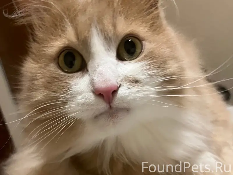 Пропал метис мейкуна Тима, улица Кооперативная