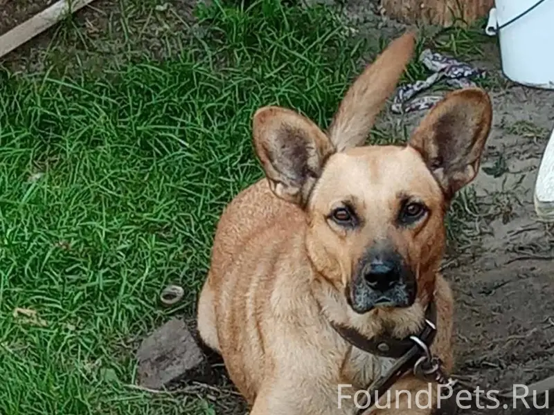 Пропал пёс Грей, г. Городец