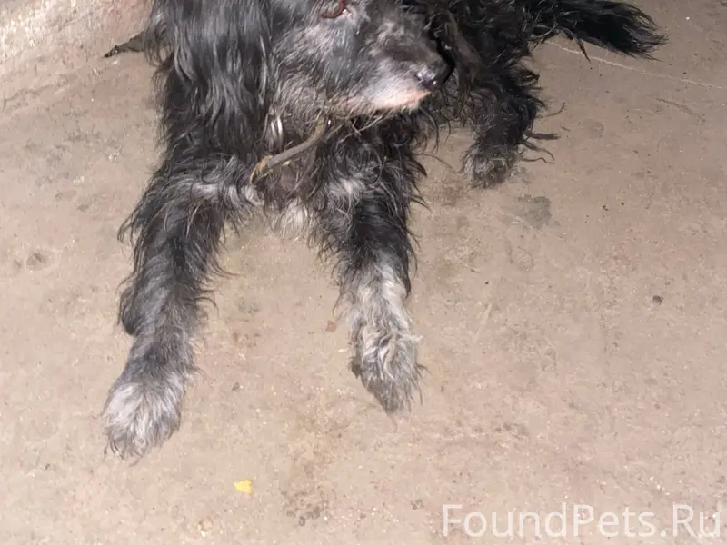 Найден пёс, ул. Стачек