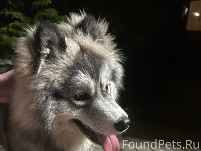 Найден хаски, деревня Киселевка