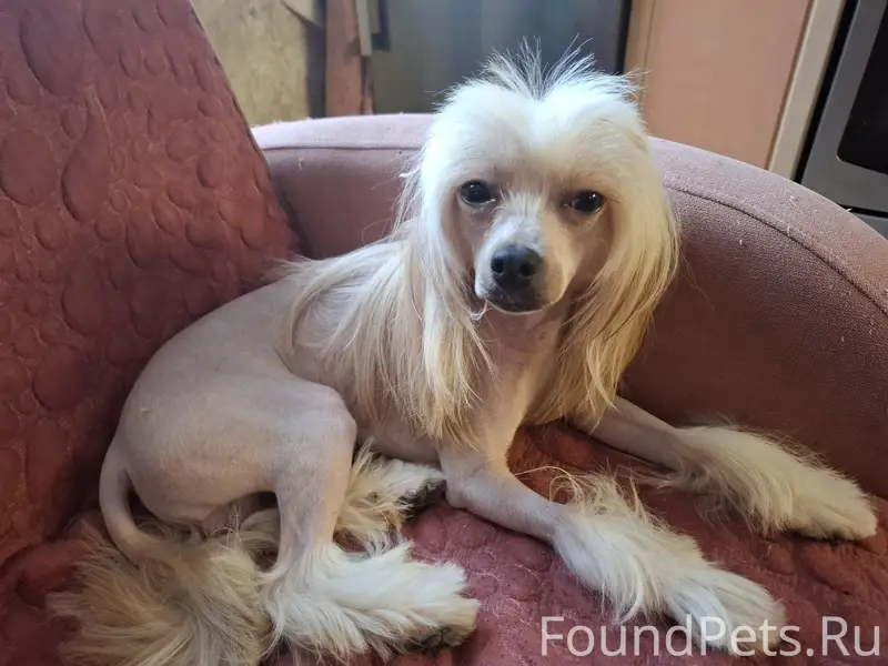 Пропал кобель китайская хохлатая Элис, Гарнизонный проезд