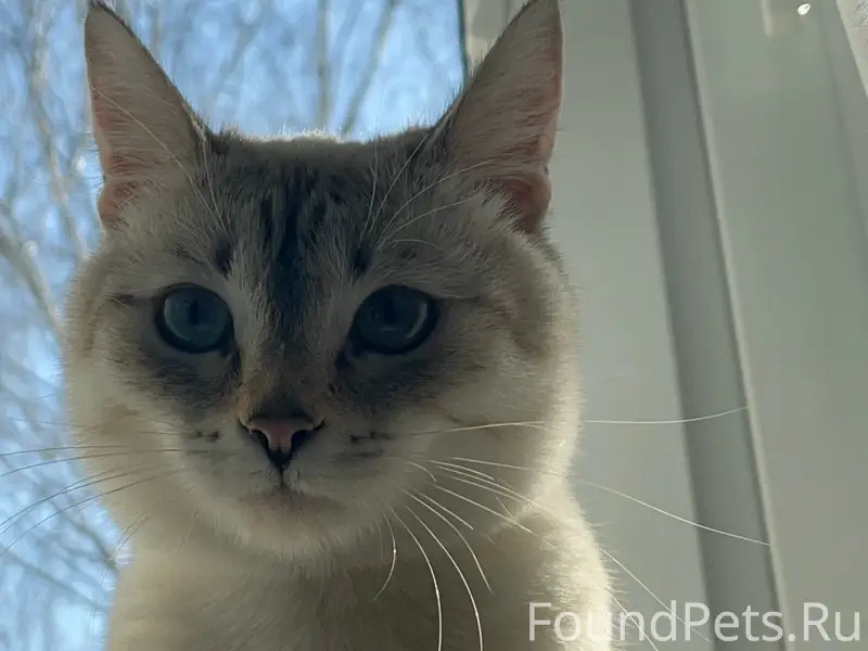 Пропала кошка Буся, район весенней, ул. Мичурина