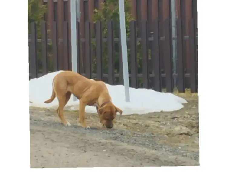 Найден щенок девочка со швами, деревня Лужки