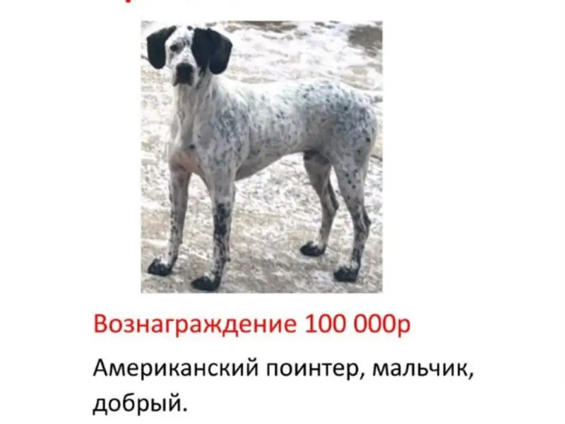 Пропал английский поинтер, Краснознаменск, Вяземы