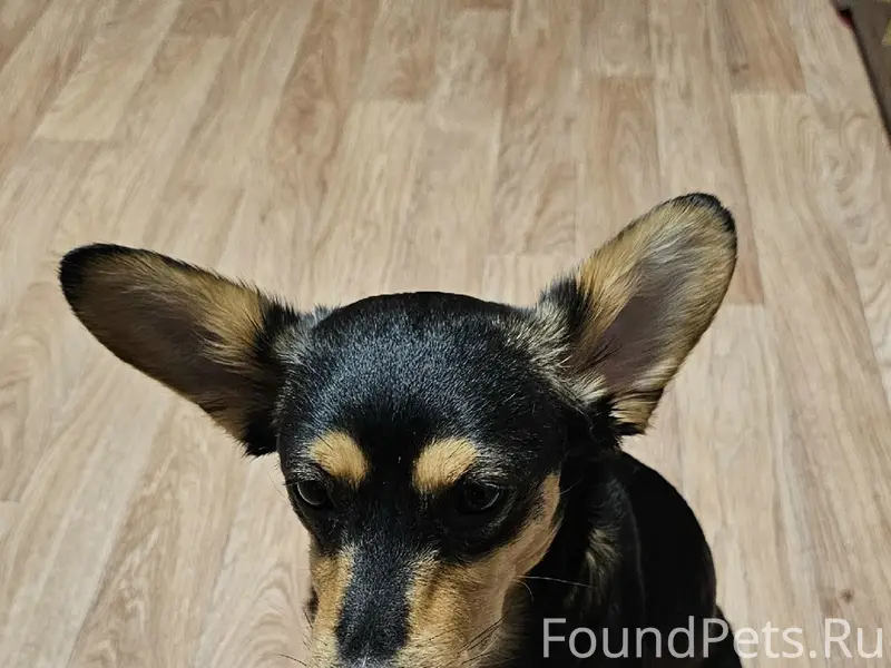 Пропал [тип неизвестен] собака, заводская район