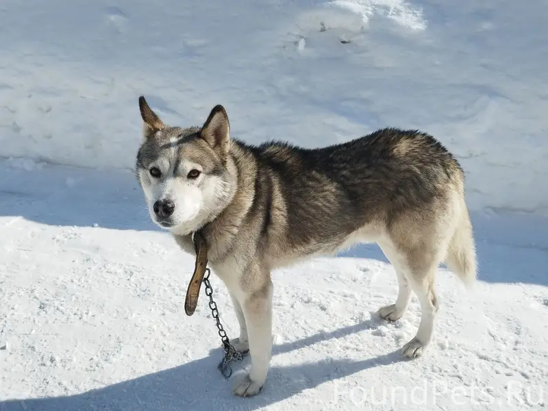 Пропала собака, около завода Серго, Гагарина 6