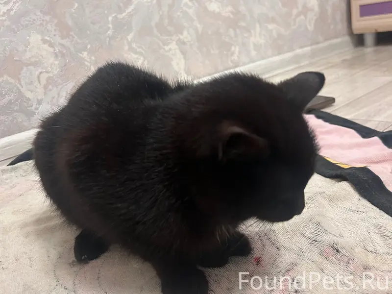 Найден кот, Супонево