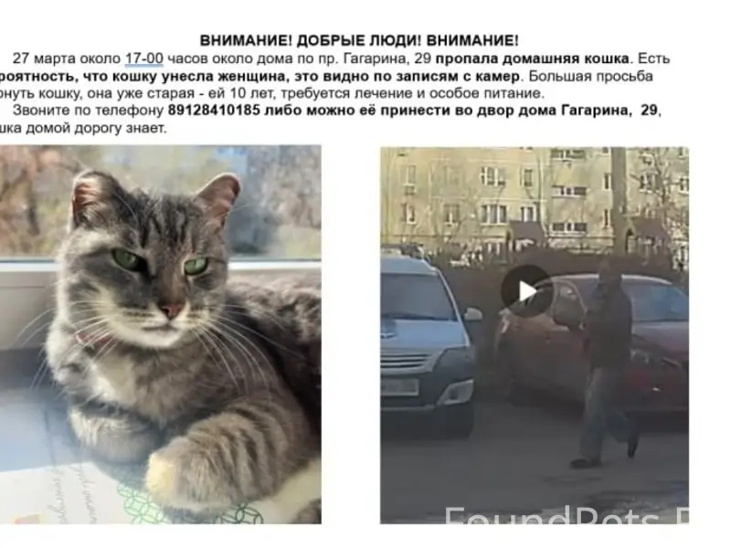 Пропала домашняя кошка Маруся, проспект Гагарина