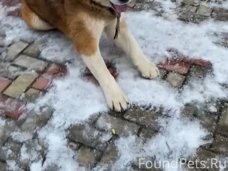 Пропал Албай