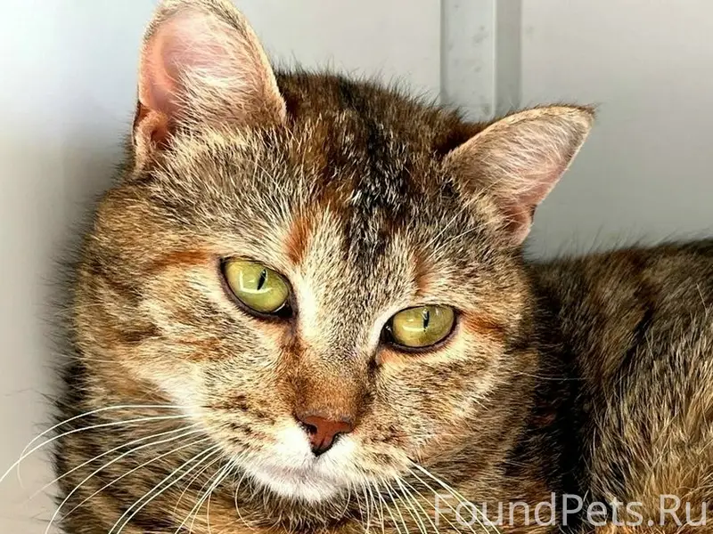 Найдена кошка, ул. Красноармейская, г. Сочи