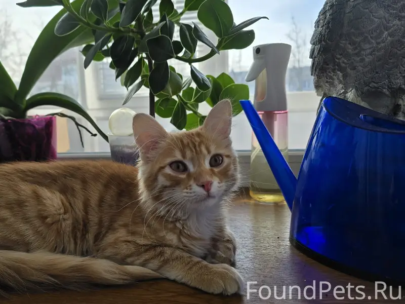 Пропал котёнок Тиша, Свердлова 90