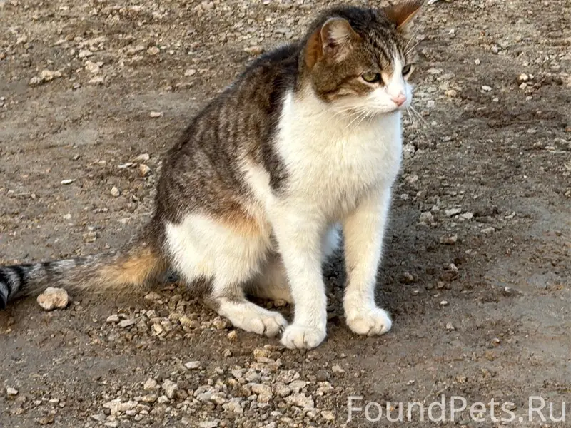 Пропал кот Бутуз, ул. Изюмова