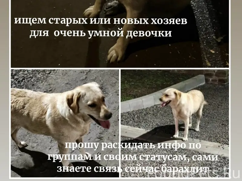 Найден лабрадор, п. Степной