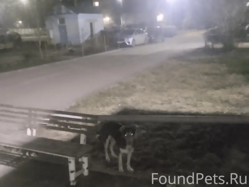 Найден породистый пёс, улица Октябрьская