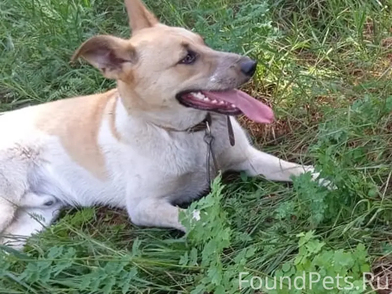 Пропал пёс, Октябрьский, район Муллино