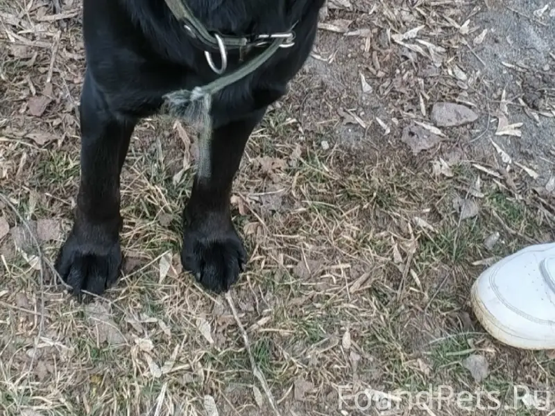 Пропал молодой пес, Обухово