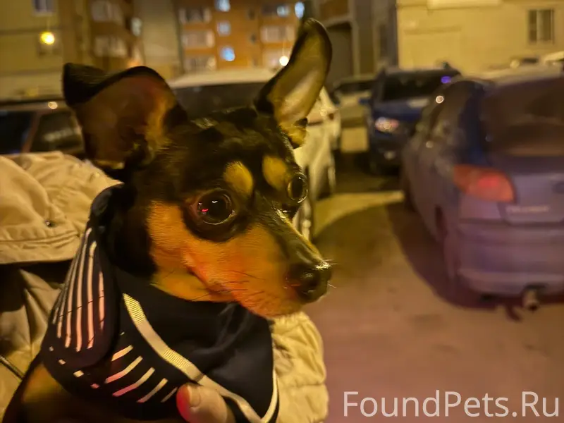 Найден той-терьер, Коминтерновский район