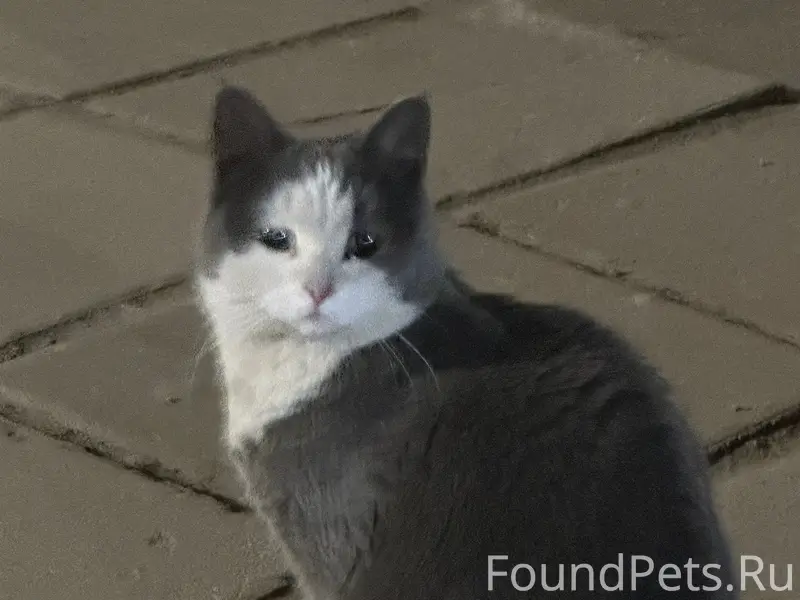 Найден котик, Вокзал Тверской