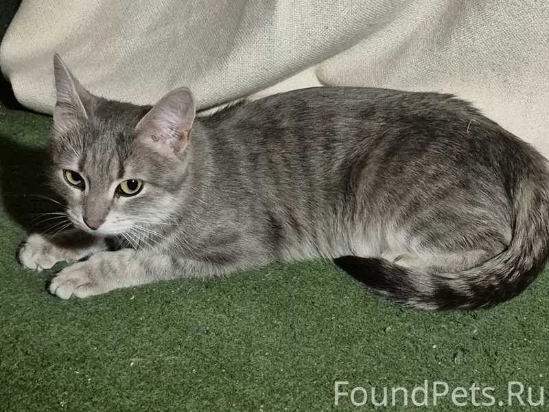 Найдена кошка, серенькая в полоску, бульвар Победы
