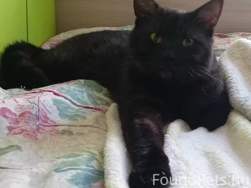 Пропал черный кот Василий, улица Шувалово