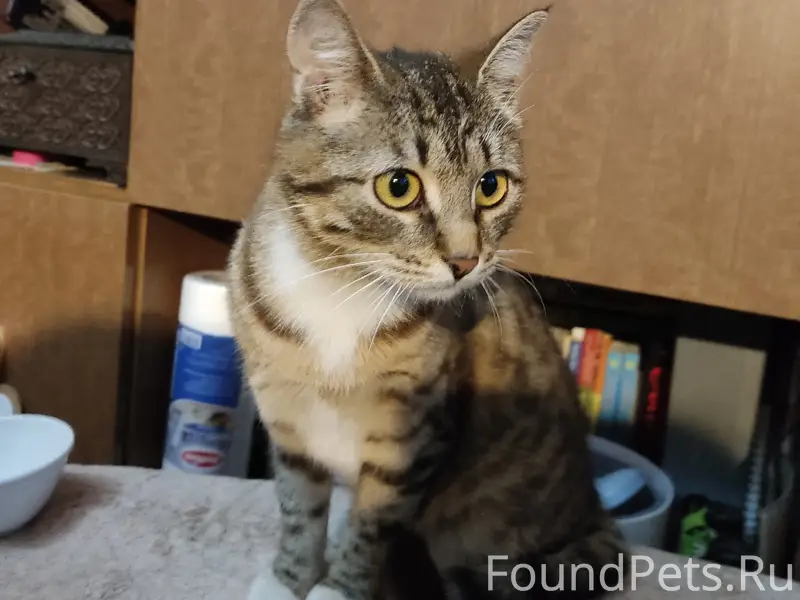 Найдена кошка, Вахрушева