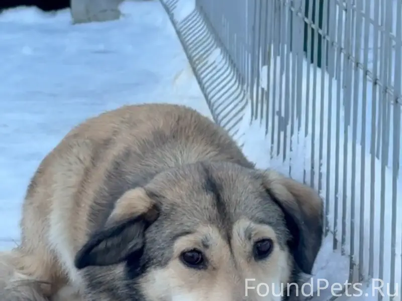 Пропала собака, Мяглово