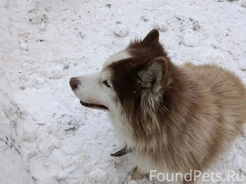 Найден хаски, Тула, ул. Ложевая
