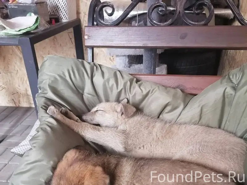 Пропали собаки, песочный мальчик и коричневая девочка, ул. Зеленая Поляна