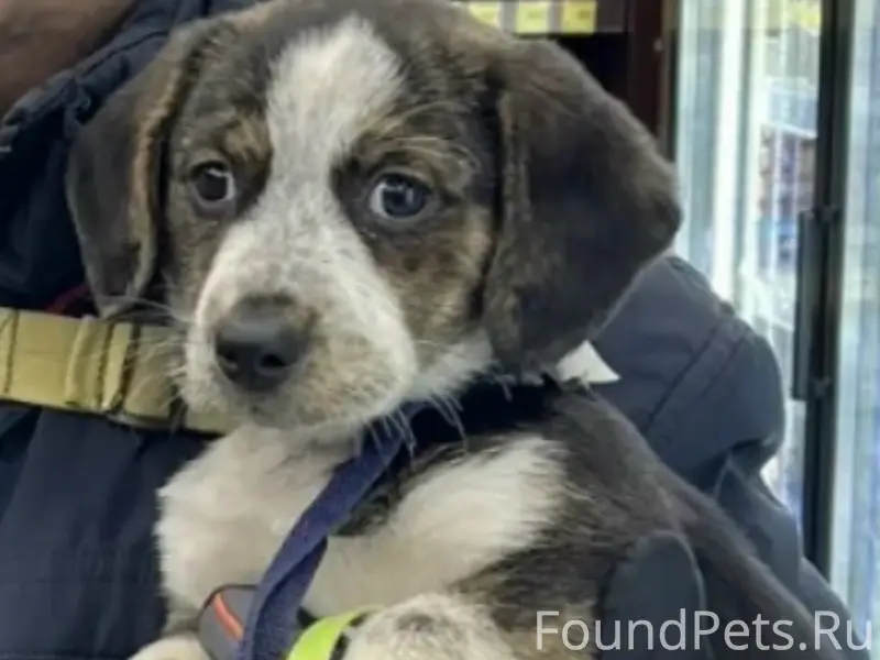 Пропал щенок, ст. Красноярская