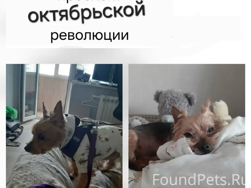 Пропал йоркширский терьер Сэлфик, Севастополь