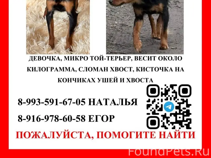 Пропал русский той-терьер, Мытищи