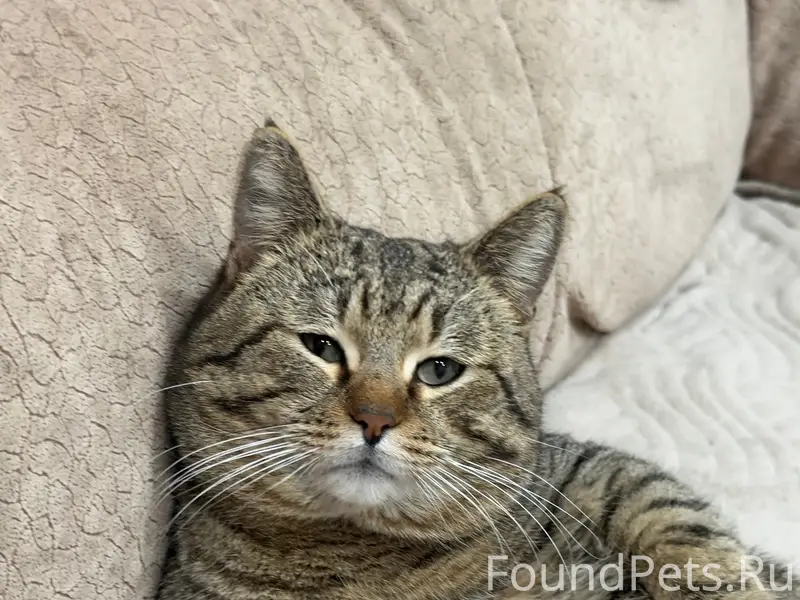 Пропал кот, район ул. Чернышевского/ул. Советской
