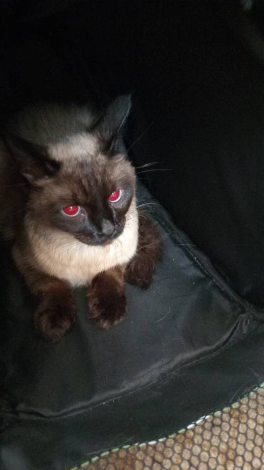 Найден сиамский кот