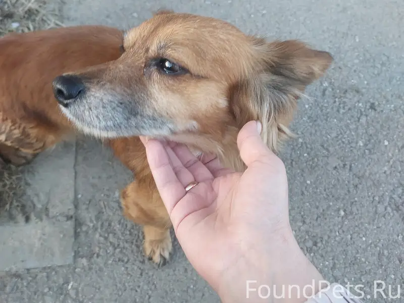 Найдена собака, девочка