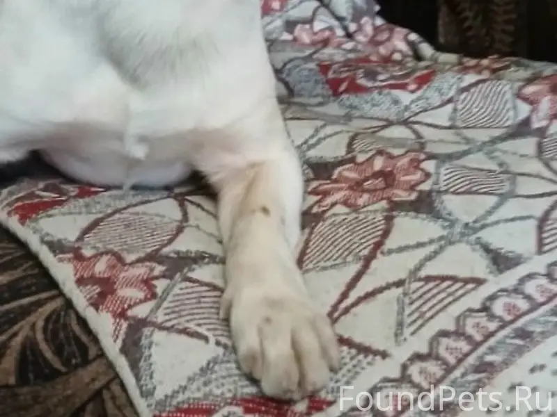 Найден тип: собака, Пролетарский район