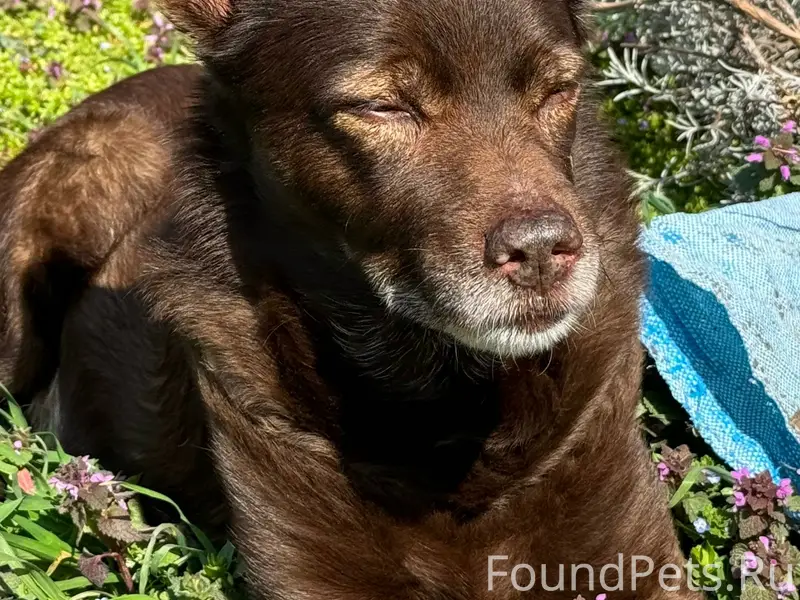 Пропала собака, Пашковка