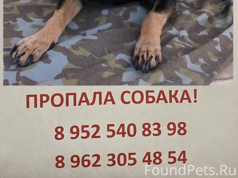 Пропала той-терьер Грамши, Воронеж