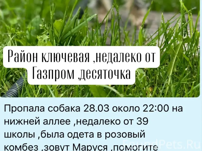 Пропала Йорк Маруся, Петрозаводск