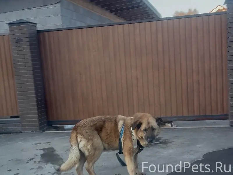 Найден пёс, Альгешево