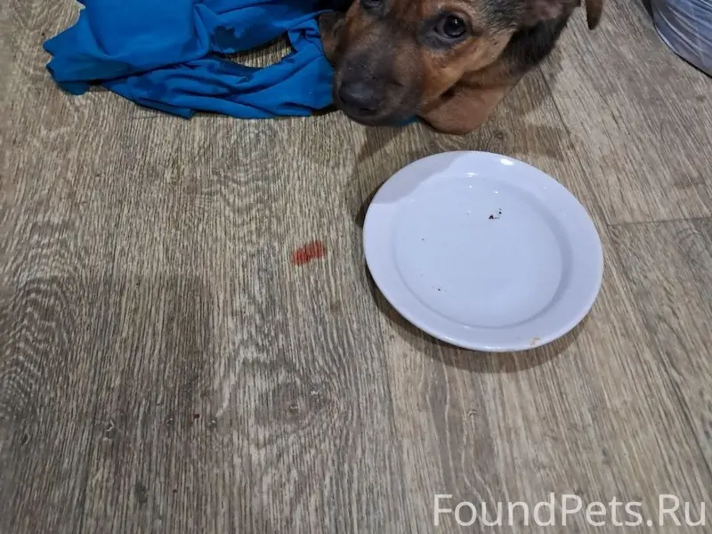 Найден щенок, ул. Дзержинского