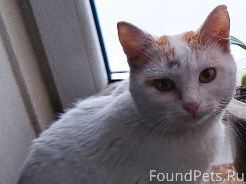 Пропал кот, центр