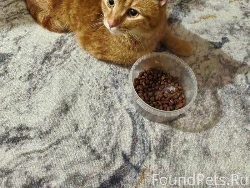 Найден рыжий кот, улица Дежнёва