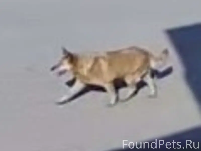 Пропала собака, Ермолино