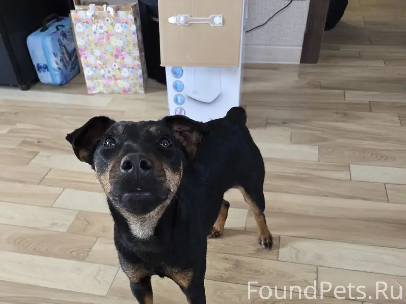 Найдена собака пинчер, деревня Масляные горочки