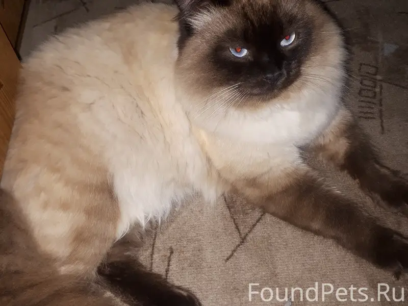 Пропал кот, район монолита