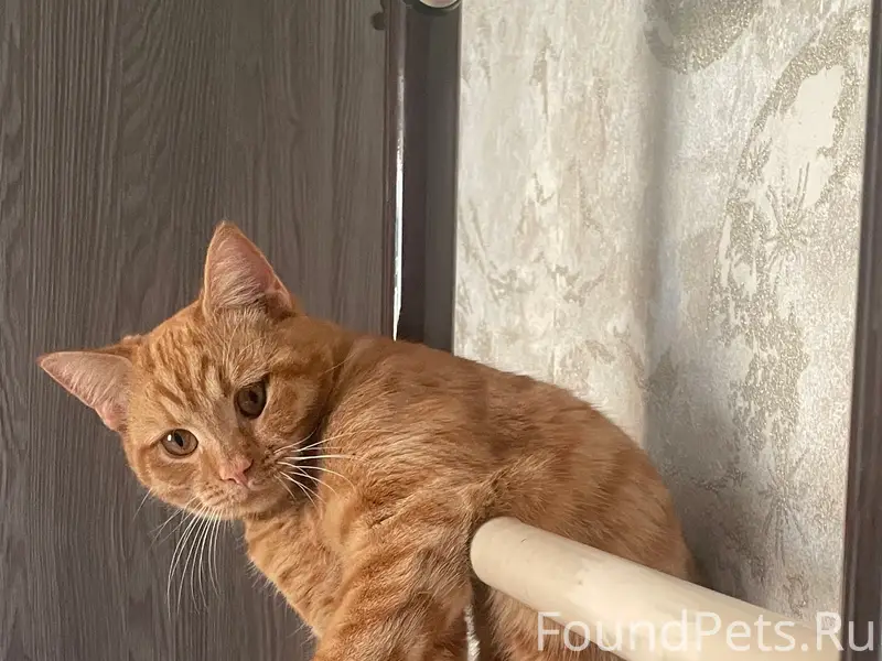 Пропал кот, район Авалона