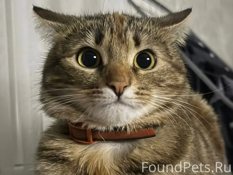 Пропала кошка Буся, улица Мичурина